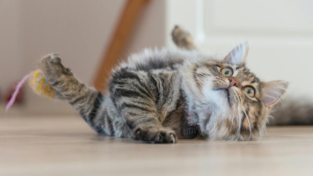 Common Mistakes Cat Owners Make During&nbsp;Playtime