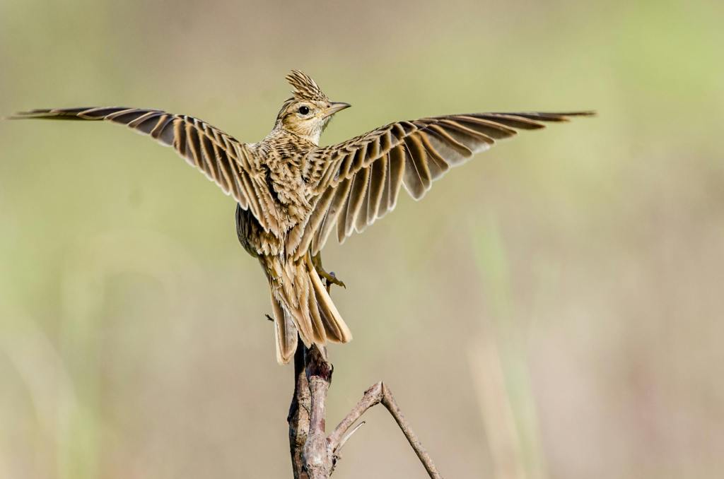 In de kijker: Vlaamse&nbsp;akkervogels