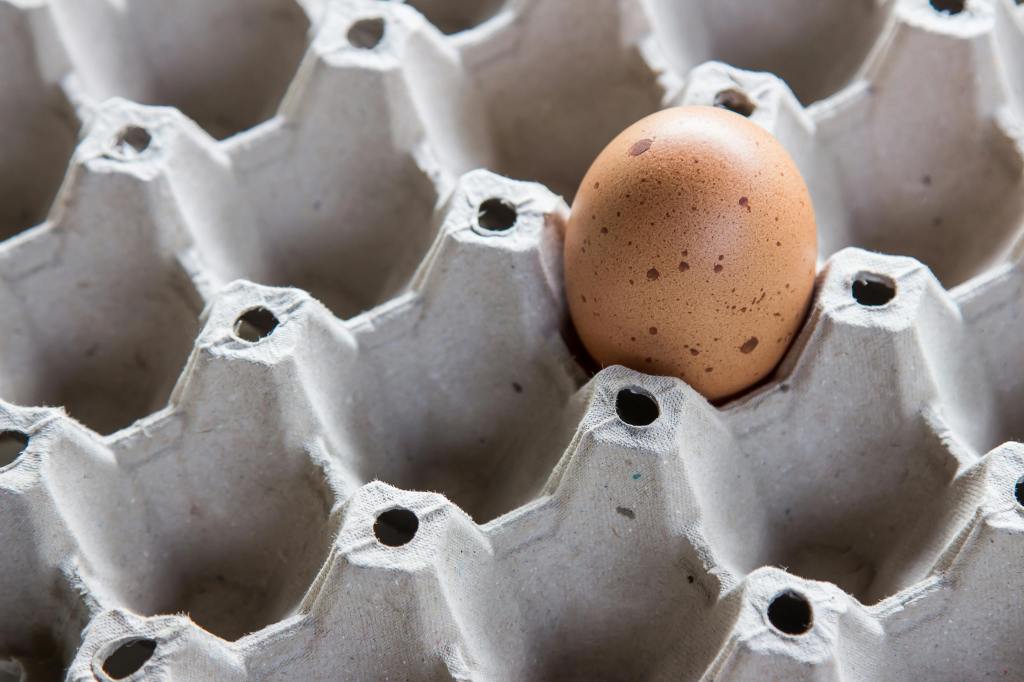 Eggs in Crisis: Cracking Open the Great 2025 Egg&nbsp;Shortage